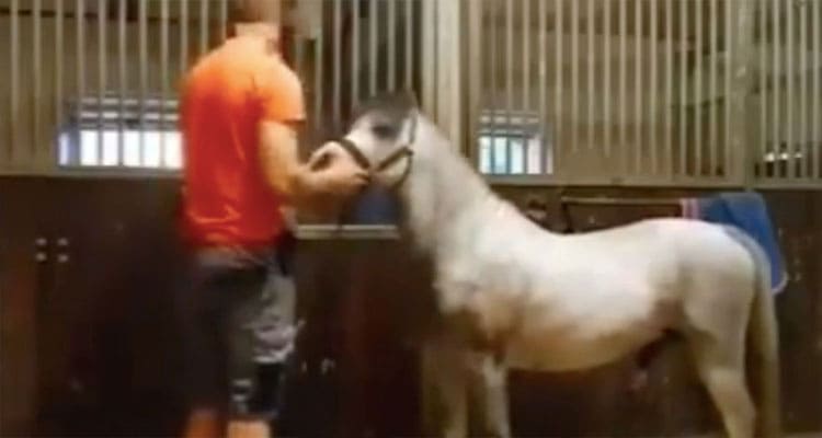 Latest News Horse Mounting Man Viral Video On Twitter