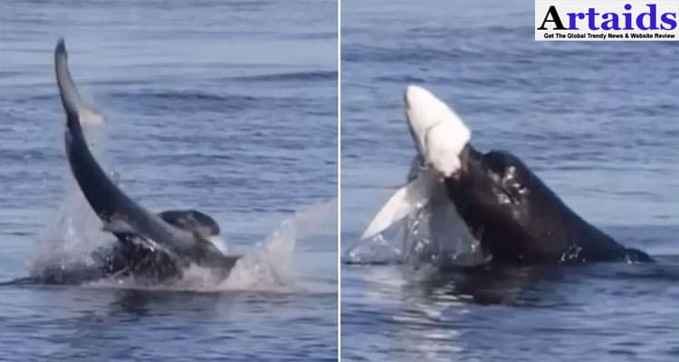 Latest News Video De Ataque De Tiburon En Melaque