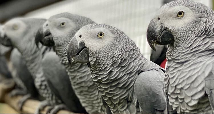 Latest News African grey parrots swearing Full Video Leak
